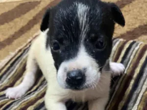 Cachorro raça SRD-ViraLata idade  nome Zara