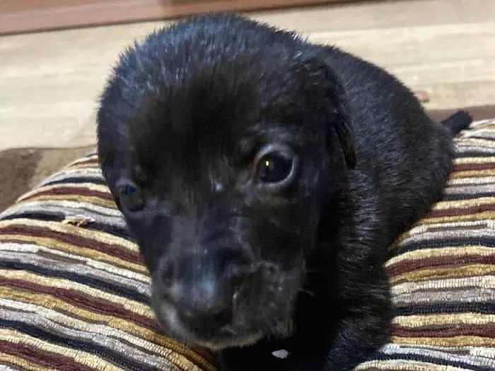 Cachorro ra a SRD-ViraLata idade Abaixo de 2 meses nome Julie