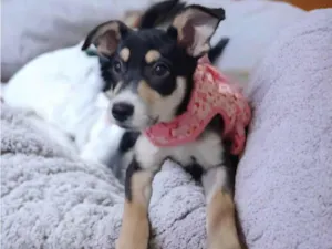 Cachorro raça Srd idade 2 a 6 meses nome Maria