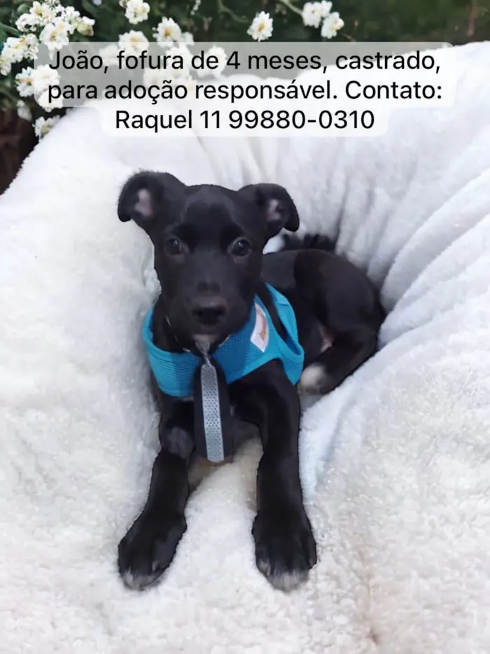 Cachorro ra a Srd idade 2 a 6 meses nome João 