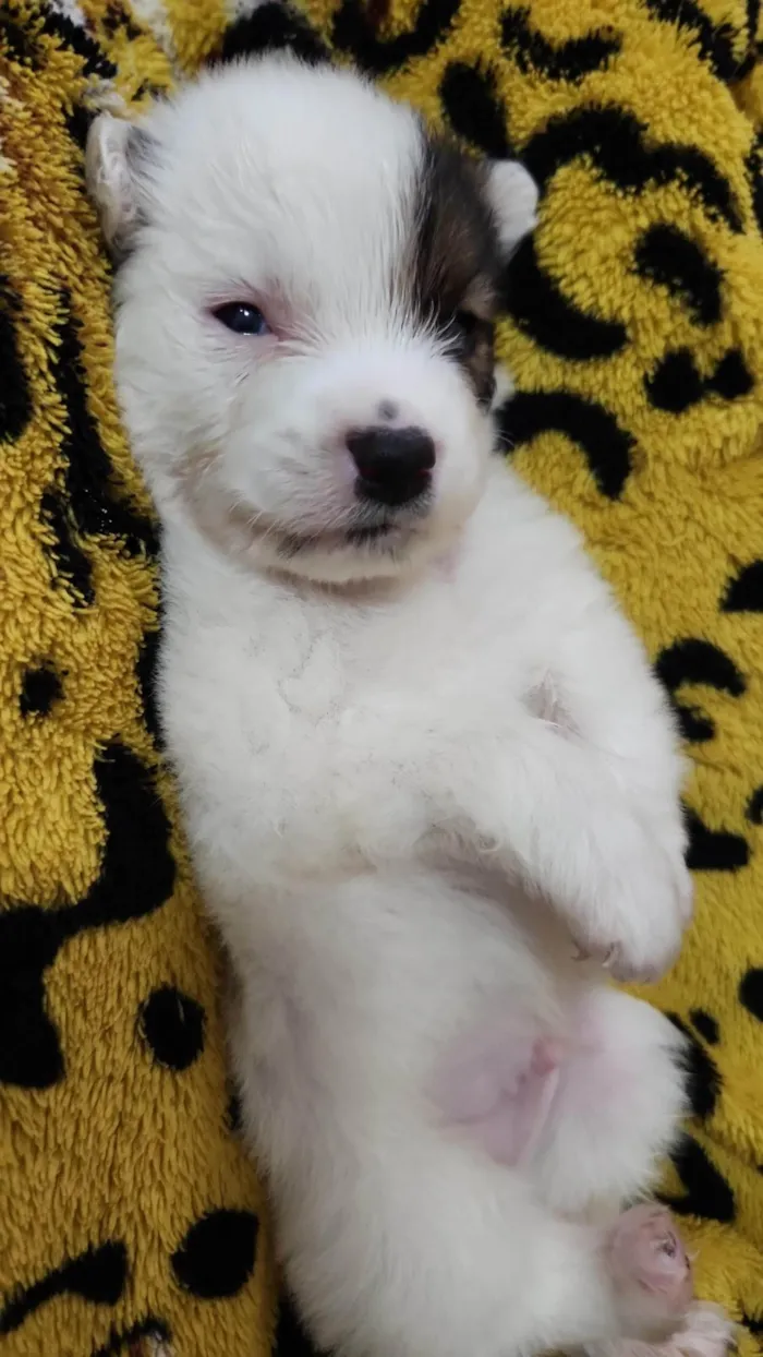 Cachorro ra a Não sei idade Abaixo de 2 meses nome Sem nome