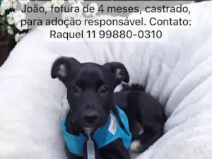 Cachorro raça Srd idade 2 a 6 meses nome João 