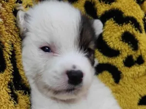 Cachorro raça Não sei idade Abaixo de 2 meses nome Sem nome