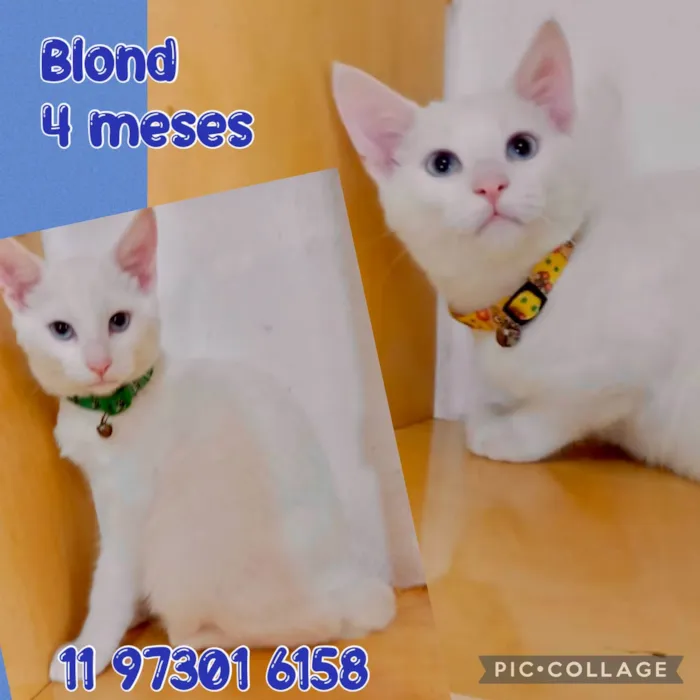 Gato ra a Srd idade 2 a 6 meses nome Blond