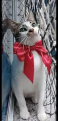PIPA
