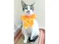 PIPA