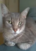 BORIS