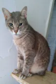 BORIS