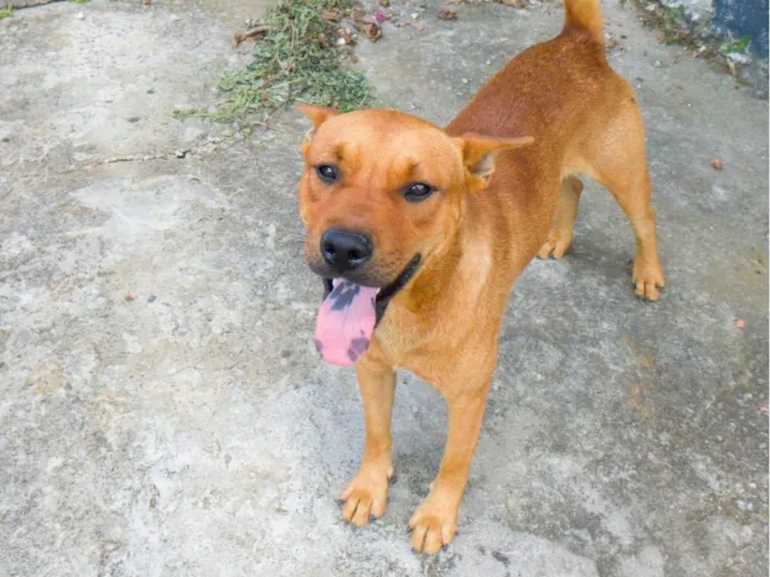 Cachorro ra a SRD-ViraLata idade 2 anos nome CARAMELO