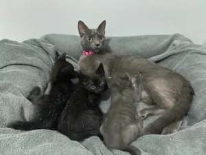 Gato raça SRD-ViraLata idade Abaixo de 2 meses nome Gatinhas para doação