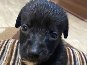Cachorro raça SRD-ViraLata idade Abaixo de 2 meses nome Barto