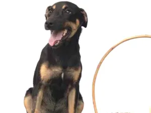Cachorro raça SRD-ViraLata idade 7 a 11 meses nome Dengo