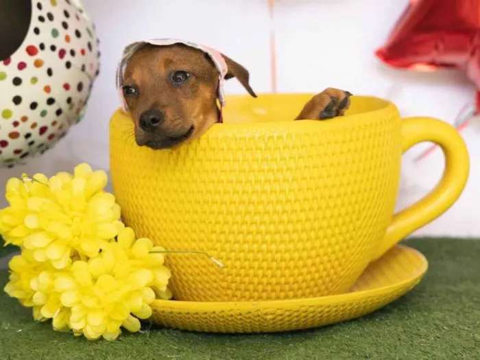 Cachorro ra a SRD-ViraLata idade 2 a 6 meses nome Pink 