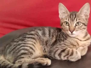 Cachorro raça Gato  idade 2 a 6 meses nome Thor