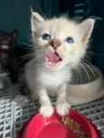 gatinha fêmea