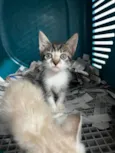 gatinho macho