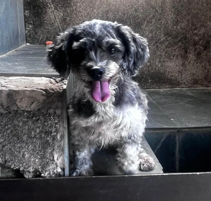 Cachorro ra a  idade 2 anos nome Bilu