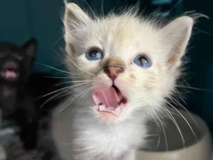 Gato raça SRD-ViraLata idade Abaixo de 2 meses nome gatinha fêmea