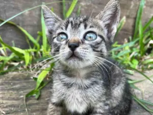 Gato raça SRD-ViraLata idade Abaixo de 2 meses nome gatinha femea