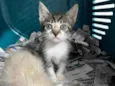 gatinho macho