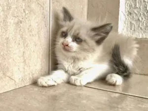Gato raça SRD-ViraLata idade Abaixo de 2 meses nome Chantilly bb 45 dias linda 