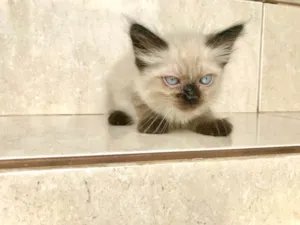 Gato raça Siamês idade Abaixo de 2 meses nome Texas bb45dias 