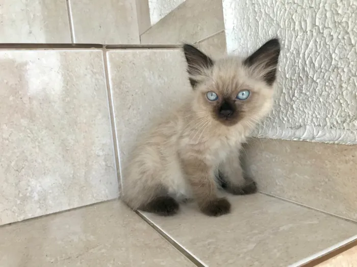 Gato ra a Siamês idade Abaixo de 2 meses nome Texas bb45dias 