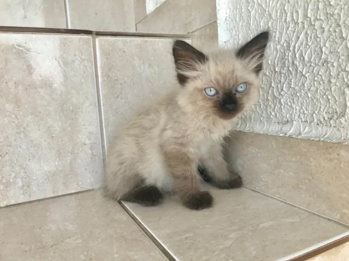 Gato ra a Siamês idade Abaixo de 2 meses nome Texas bb45dias 