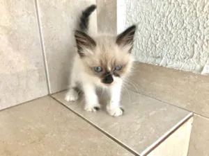 Gato raça SRD-ViraLata idade Abaixo de 2 meses nome Tokyo bb45 dias 