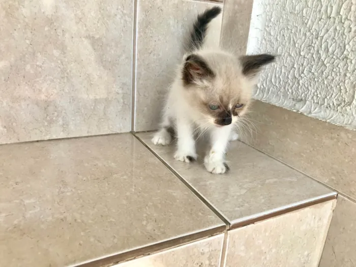 Gato ra a SRD-ViraLata idade Abaixo de 2 meses nome Tokyo bb45 dias 