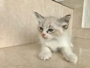 Gato raça SRD-ViraLata idade Abaixo de 2 meses nome Ronron bb45dias