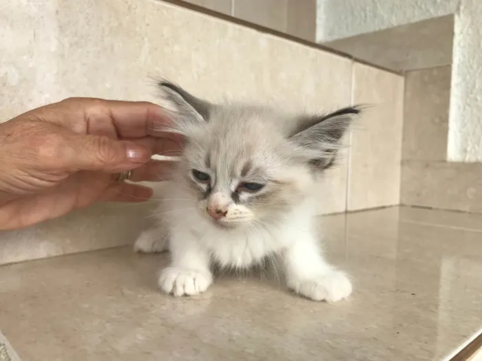 Gato ra a SRD-ViraLata idade Abaixo de 2 meses nome Ronron bb45dias