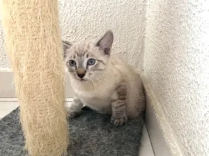 Gato raça SRD-ViraLata idade 2 a 6 meses nome Shiro bb2meses 