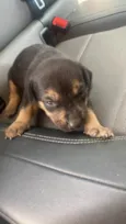 Simba