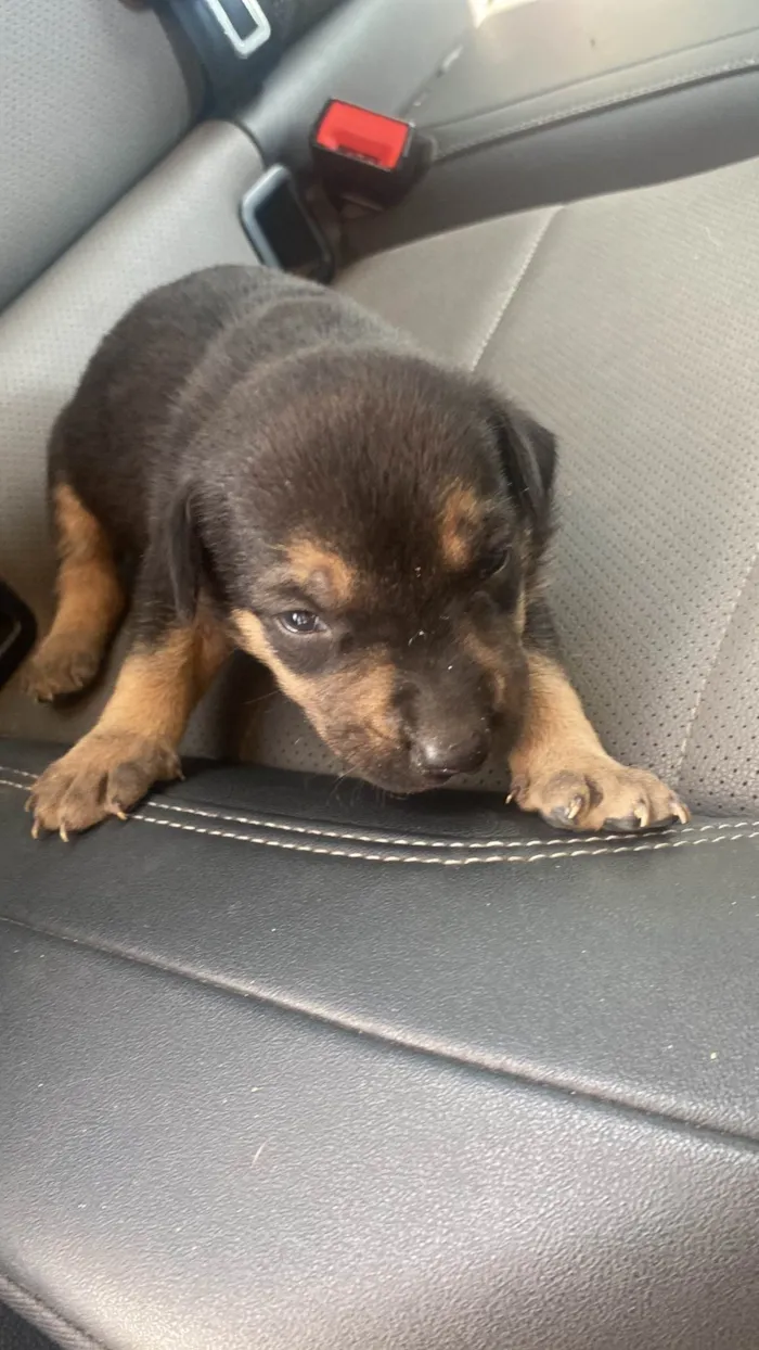Cachorro ra a SRD-ViraLata idade Abaixo de 2 meses nome Simba