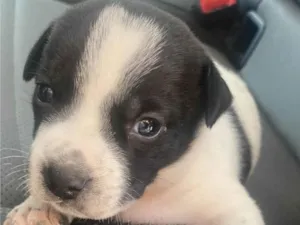Cachorro raça SRD-ViraLata idade Abaixo de 2 meses nome Pingo