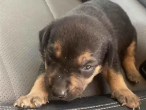 Cachorro raça SRD-ViraLata idade Abaixo de 2 meses nome Simba