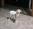 Flokita