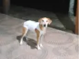 Flokita