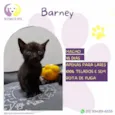 Barney