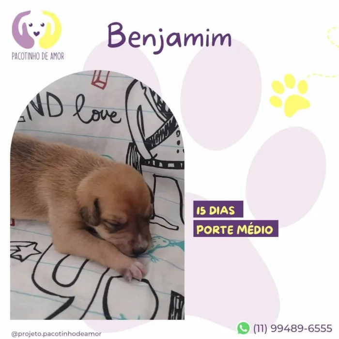 Cachorro ra a SRD-ViraLata idade Abaixo de 2 meses nome Benjamin