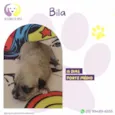 Bila