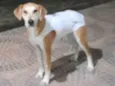 Flokita