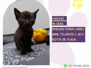 Gato raça SRD-ViraLata idade 2 a 6 meses nome Barney