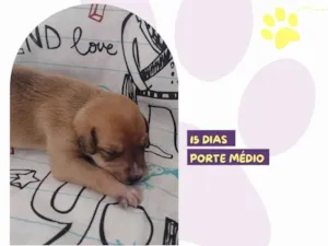 Cachorro raça SRD-ViraLata idade Abaixo de 2 meses nome Benjamin