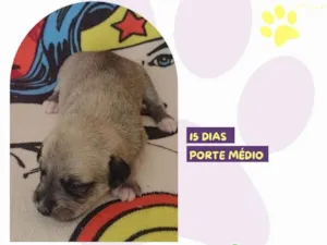 Cachorro raça SRD-ViraLata idade Abaixo de 2 meses nome Bila