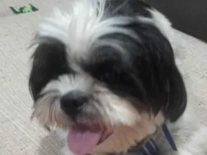 Cachorro raça Shitzu  idade 1 ano nome Luke 