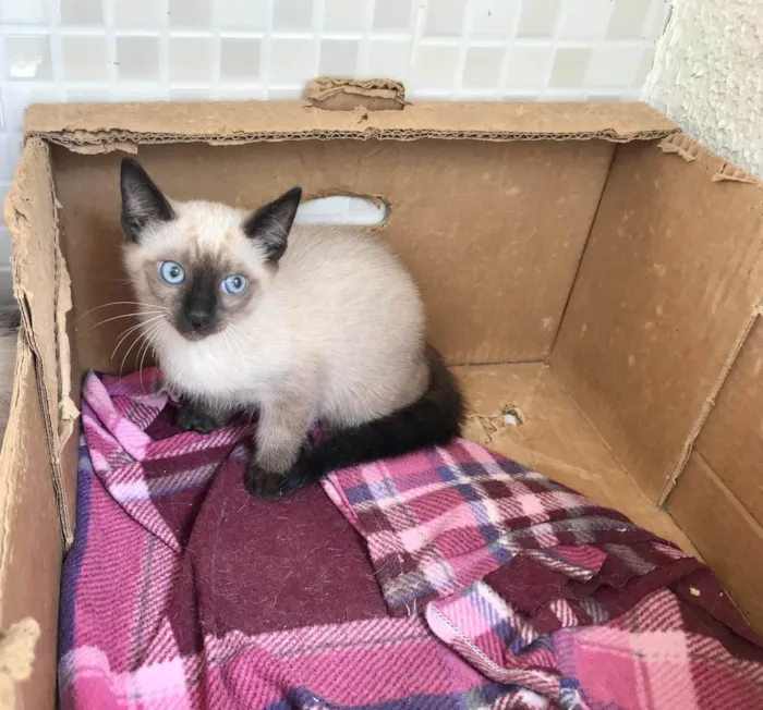 Gato ra a Siamês idade 2 a 6 meses nome Vanilla bb2meses siamêsa Linda 