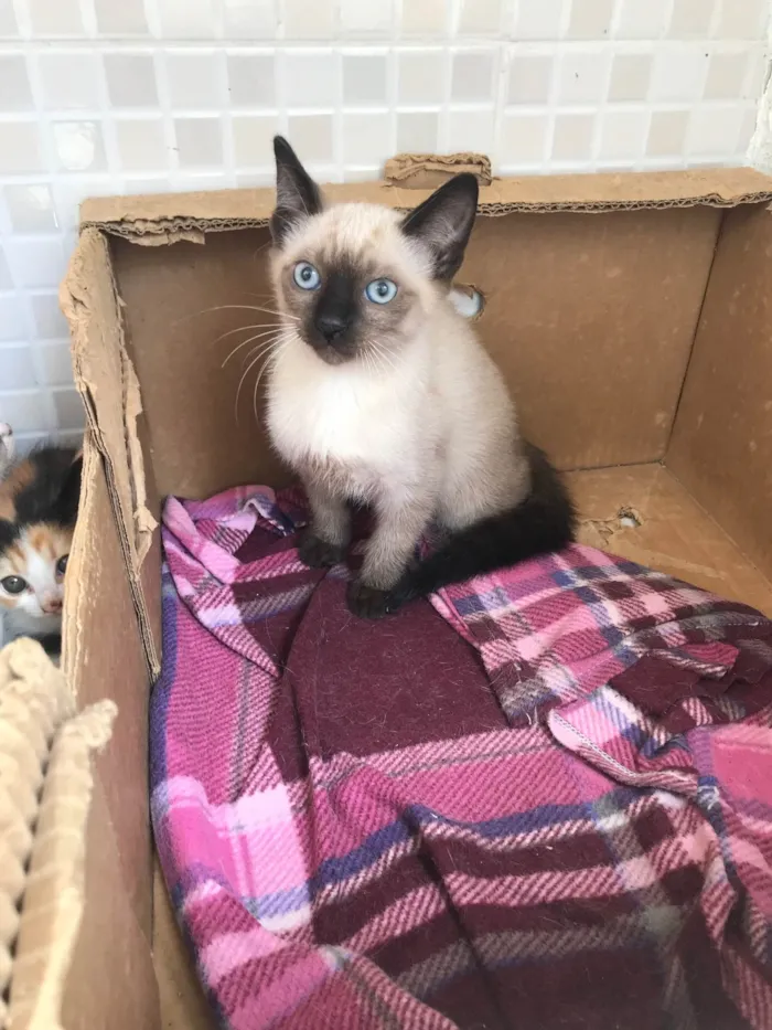 Gato ra a Siamês idade 2 a 6 meses nome Vanilla bb2meses siamêsa Linda 