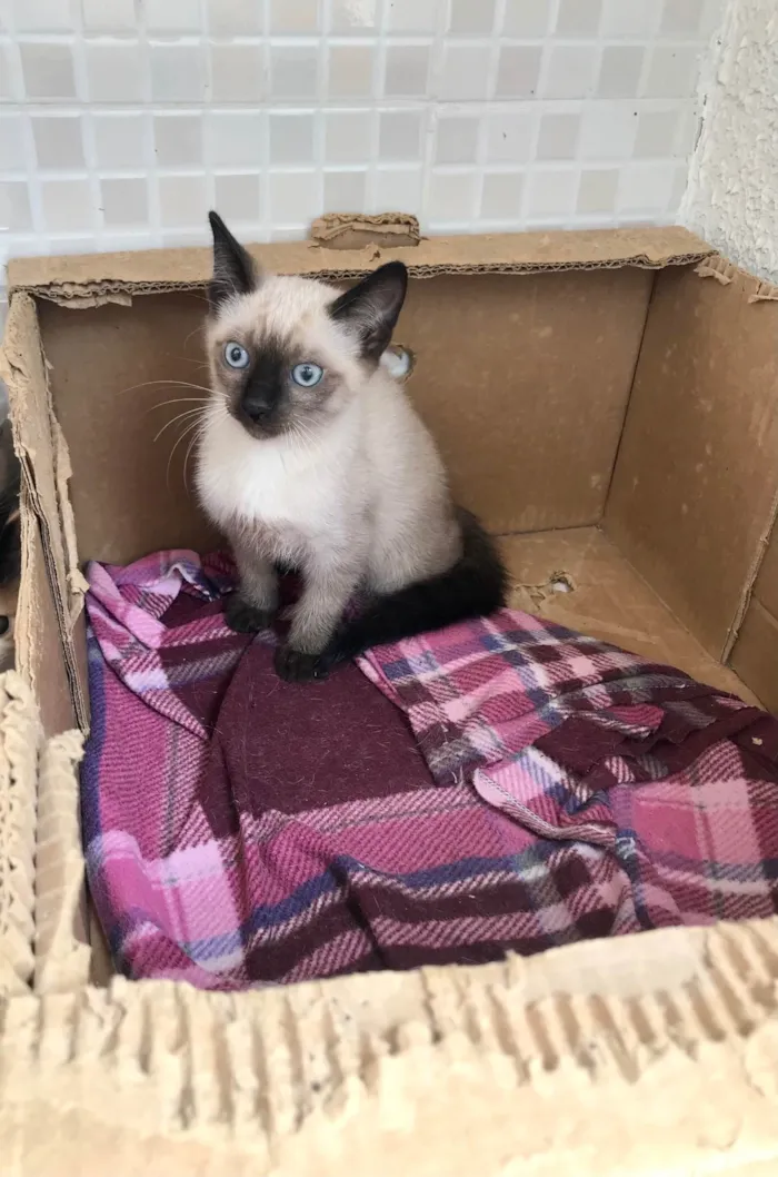 Gato ra a Siamês idade 2 a 6 meses nome Vanilla bb2meses siamêsa Linda 